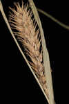 Wheat sedge